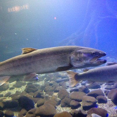 北の大地の水族館(山の水族館)