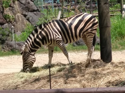 到津の森公園