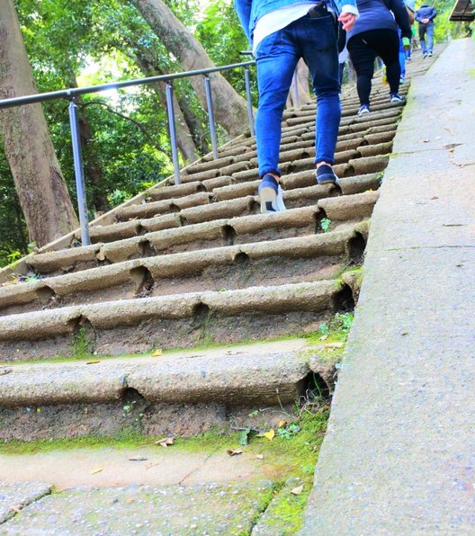 嵐山モンキーパークいわたやま