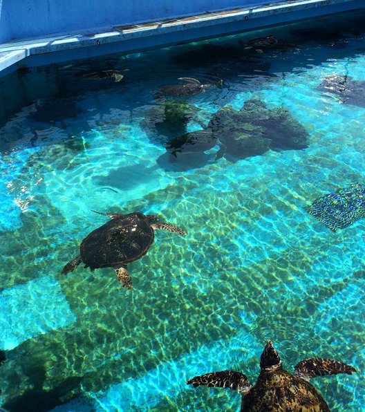 沖縄美ら海水族館