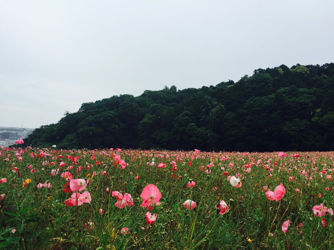 くりはま花の国