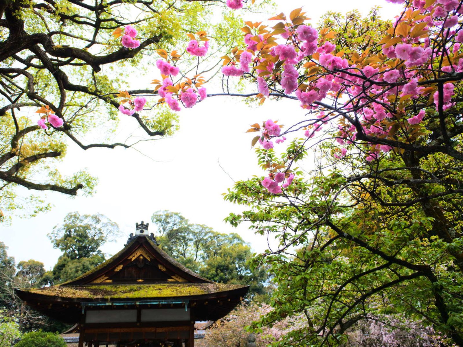 平野神社