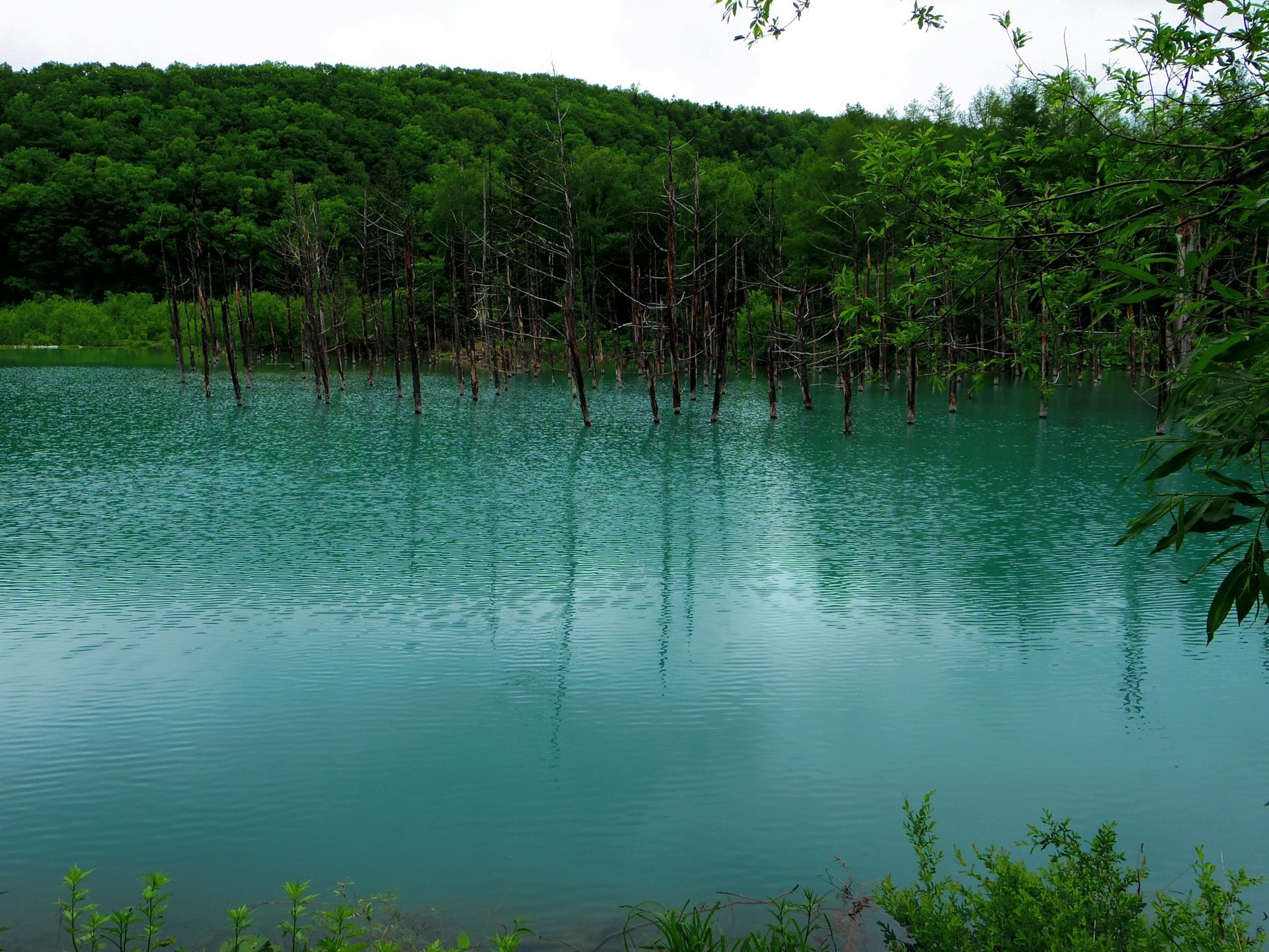 青い池と、お花畑と、アルパカさん。富良野、美瑛、旭川を日帰りで楽しもう！