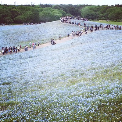 国営ひたち海浜公園