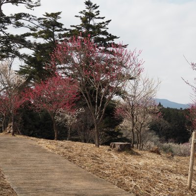 修善寺自然公園