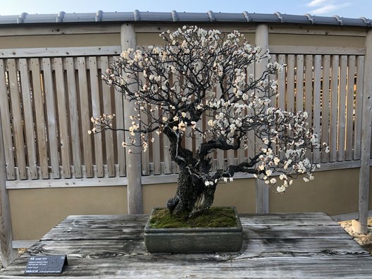 大宮盆栽美術館