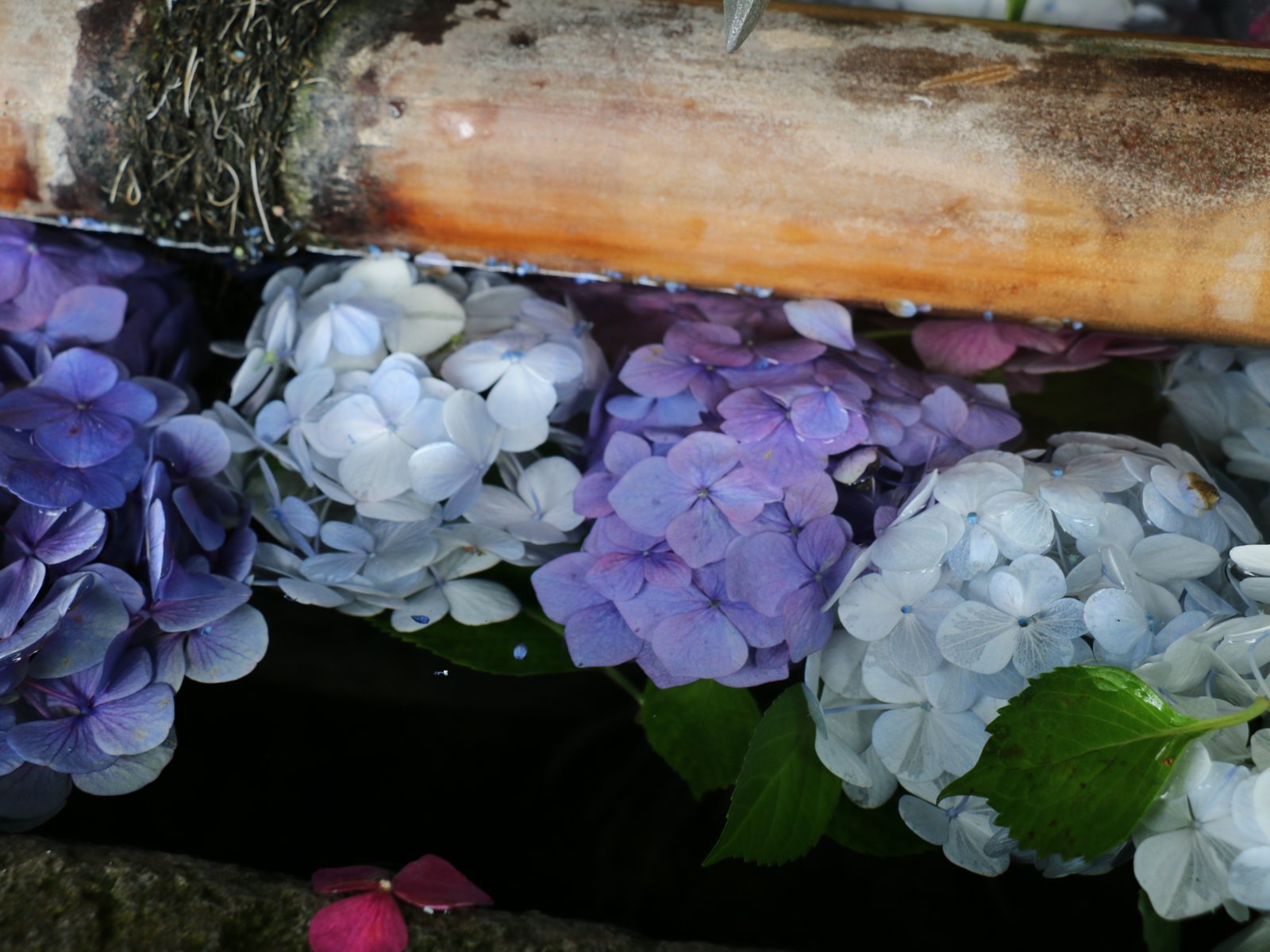 雨引山楽法寺(雨引観音)