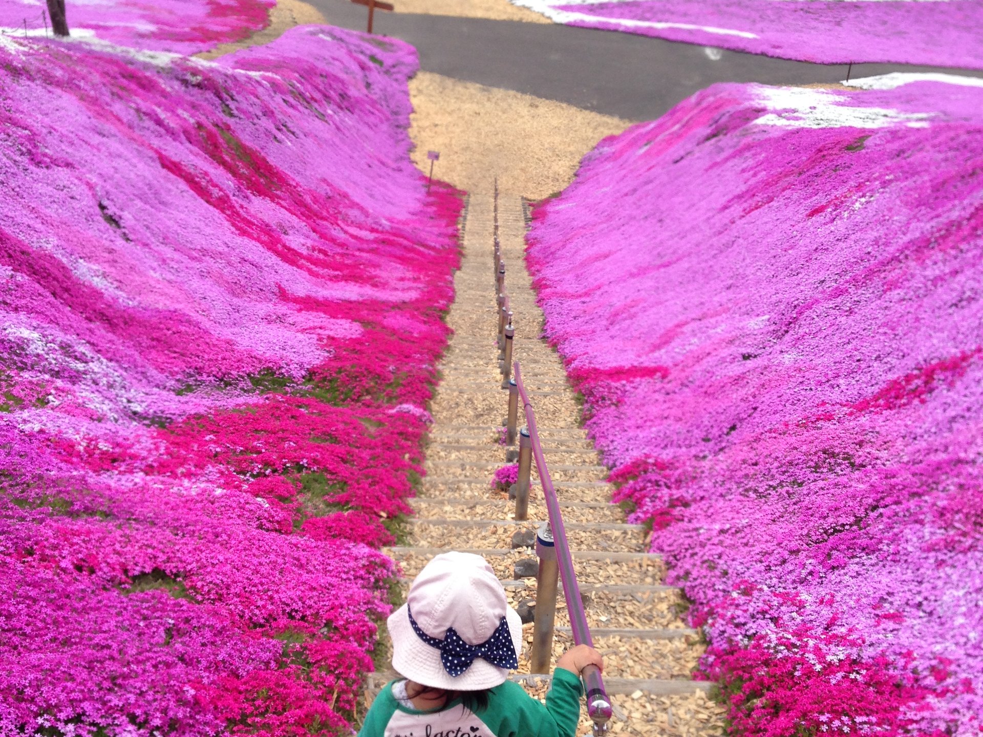 【北海道・網走方面】壮大なピンクとブルーの景色〜ひがしもこと芝桜公園・サロマ湖〜