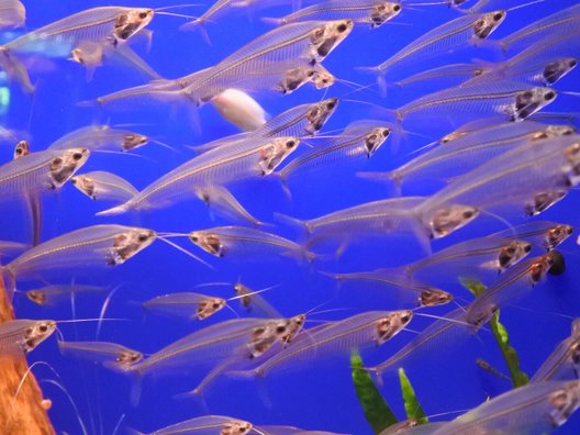 サンシャイン水族館