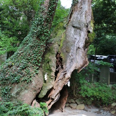 来宮神社