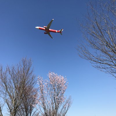 成田市さくらの山公園