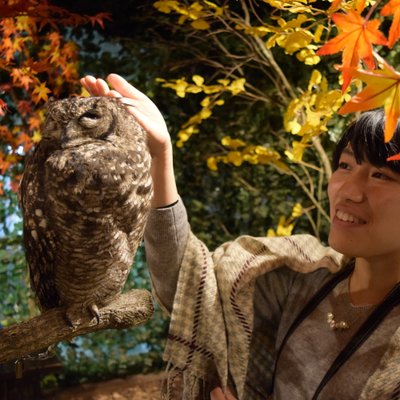 京都のフクロウの森