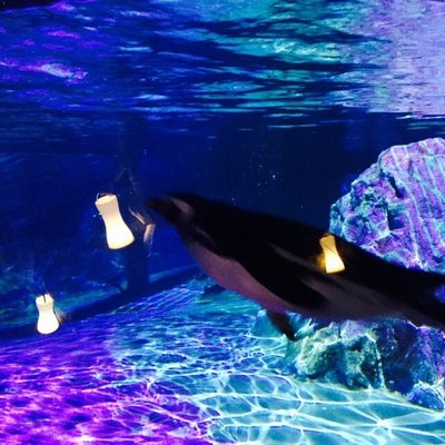 すみだ水族館