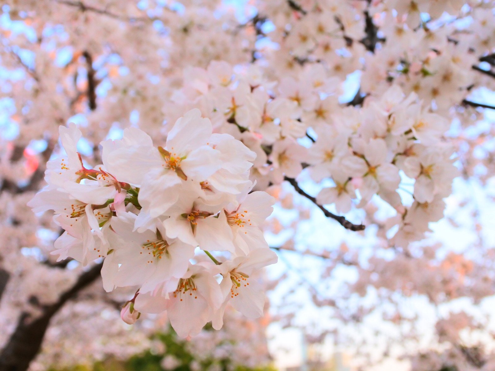 梅田から7分 最寄り駅から徒歩1分 大阪でお花見を楽しむなら駅近の扇町公園で決まり Playlife プレイライフ