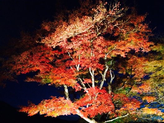 郡上八幡城