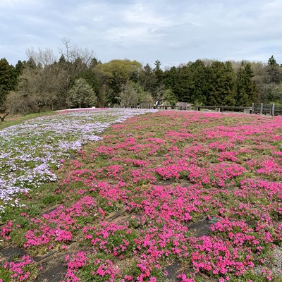 羊山公園