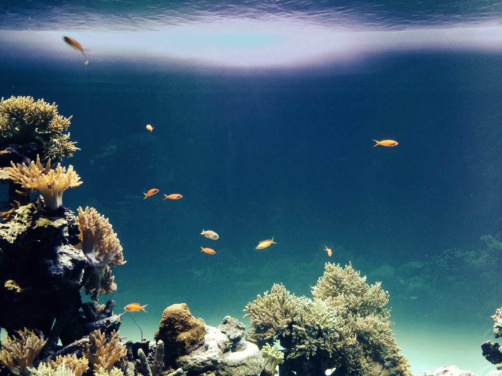 サンシャイン水族館