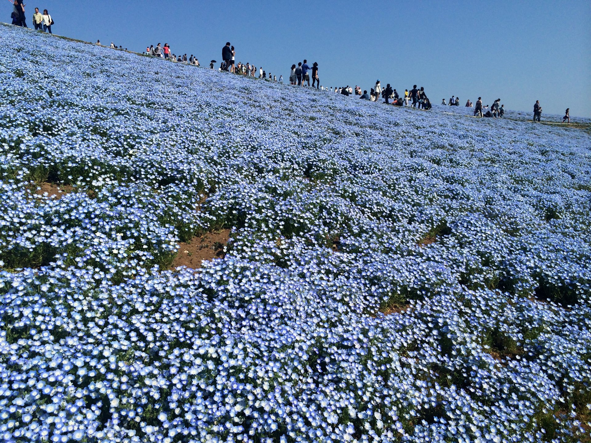 空と繋がる一面の青の丘！ドライブで行く茨城県ネモフィラの丘＊春休みにピッタリ♪