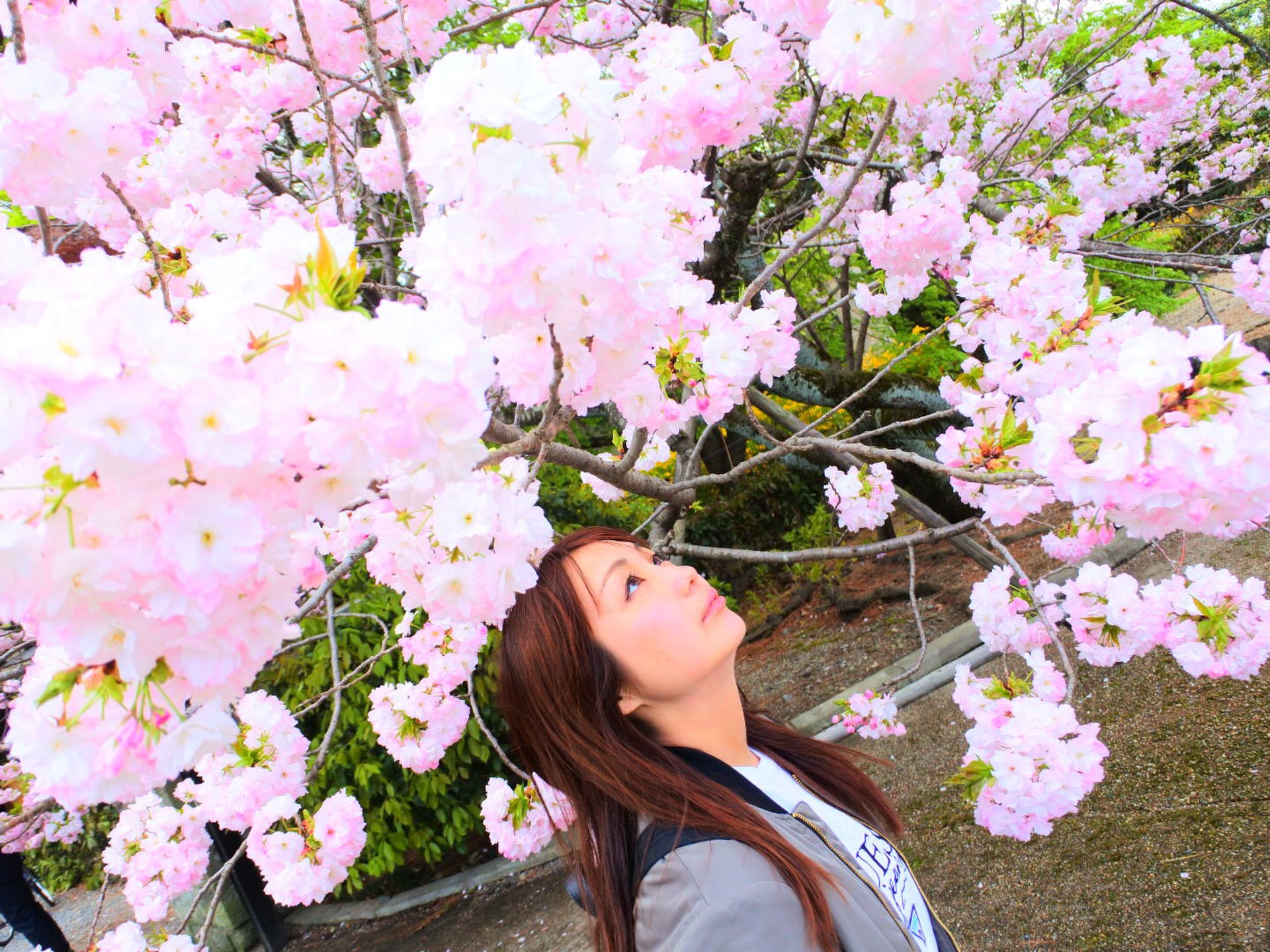 「360度桜に囲まれる幻想的な体験を」京都のお花見は5万本の樹木が四季を奏でる京都御苑へ行こう！