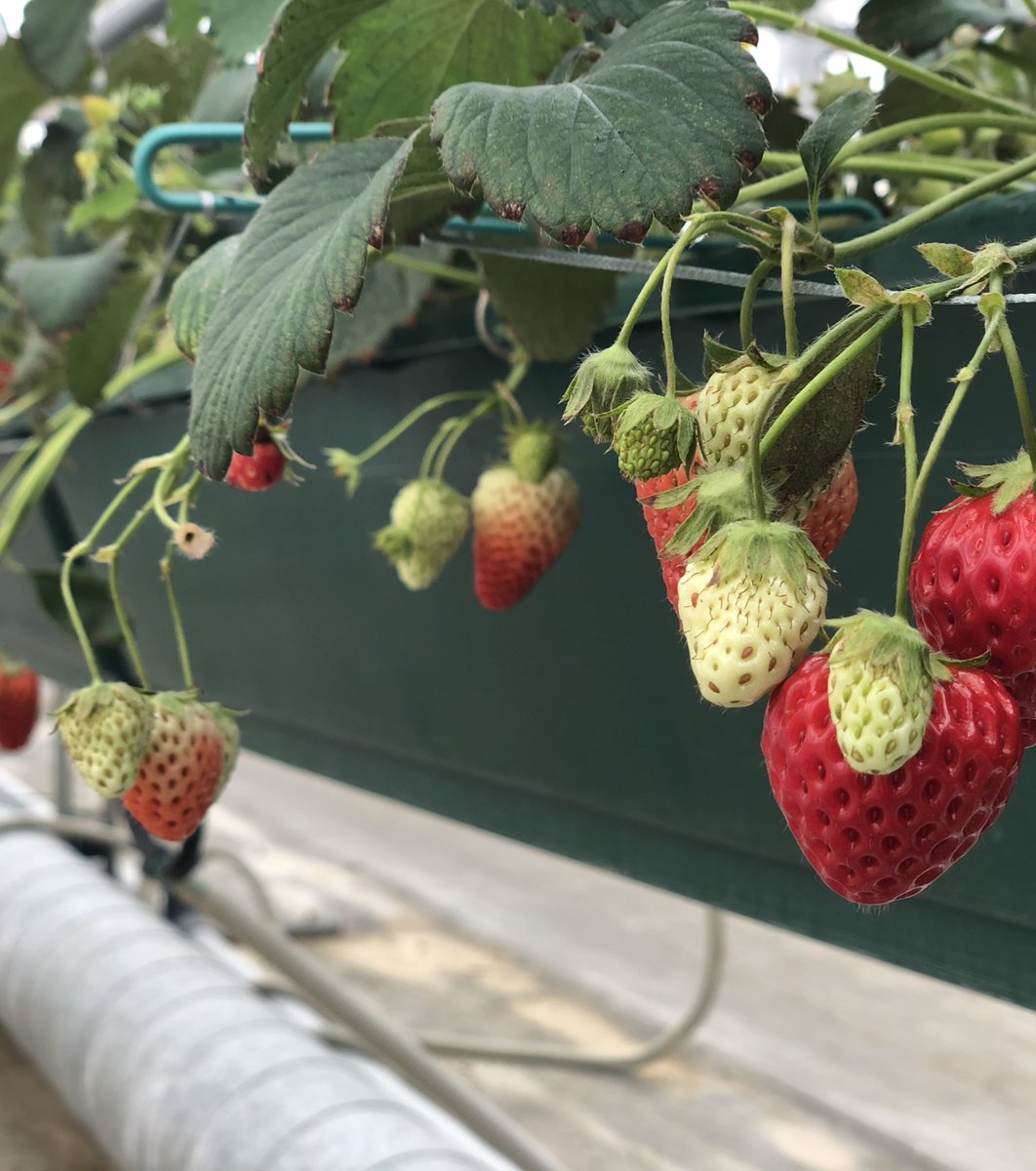 ハイジの野菜村