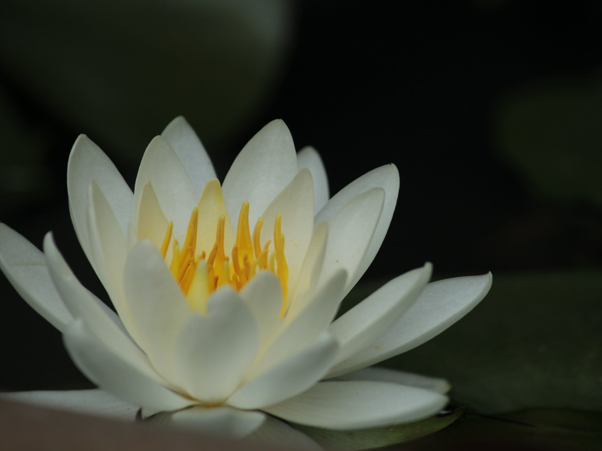 百の花園は伊達じゃない。向島百花園でゆったりと草花鑑賞。