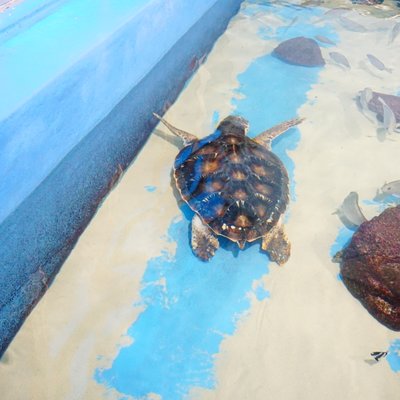 竹島水族館