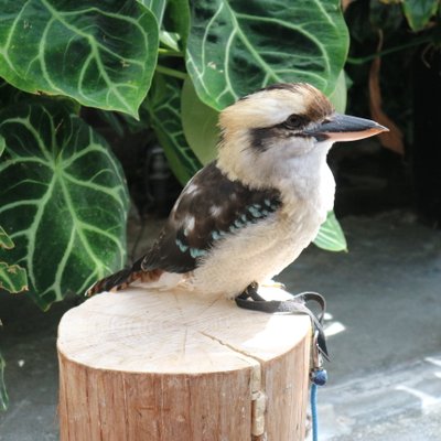 掛川花鳥園