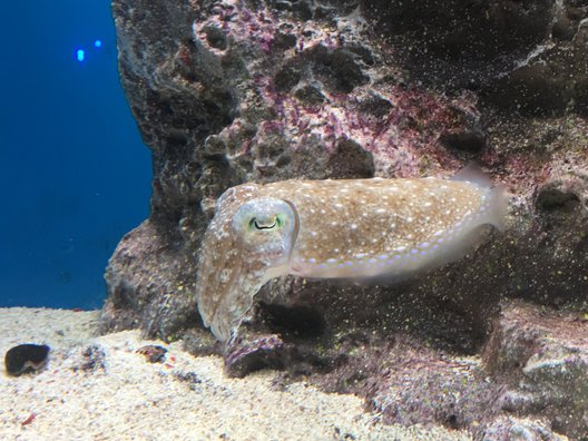 サンシャイン水族館