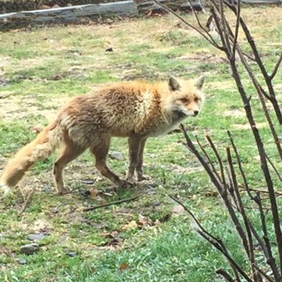 北きつね牧場