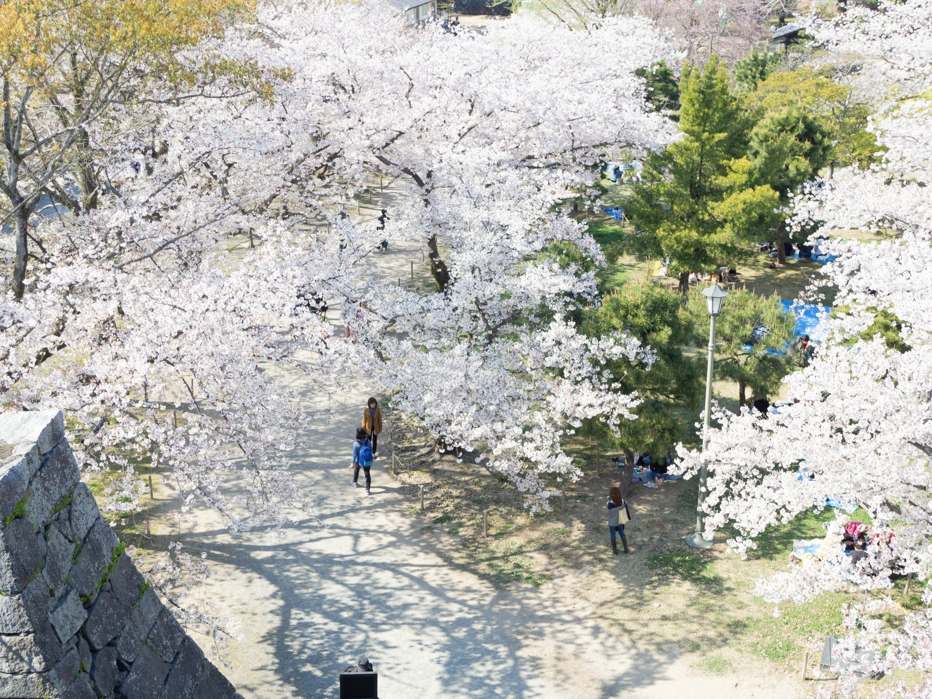 平成最後の桜はもう見たかい？　福岡市中央区のお花見スポット♩