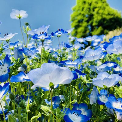 国営昭和記念公園