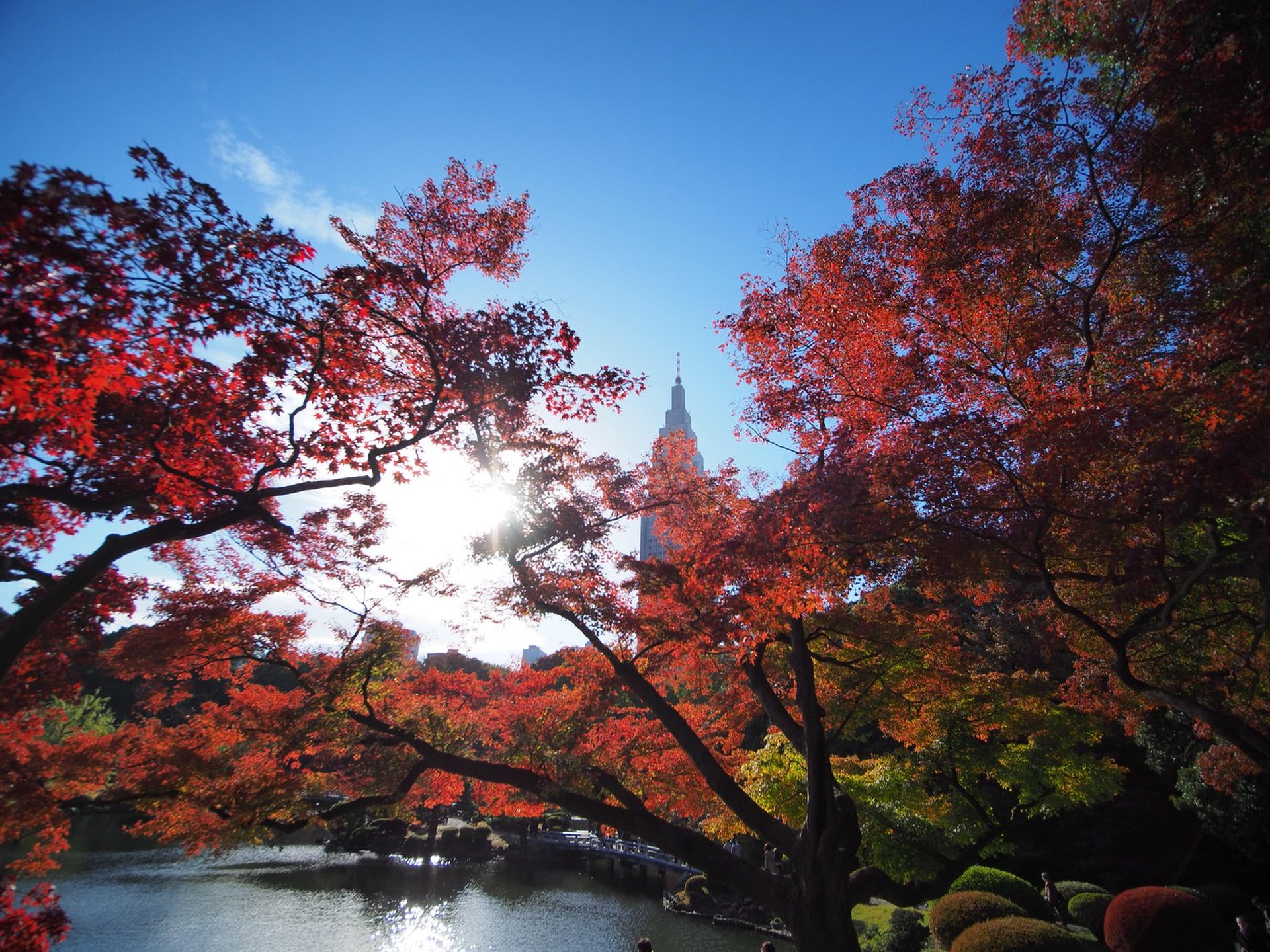 GoToトラベルにおすすめ！東京紅葉名所「新宿御苑」の完全ガイド