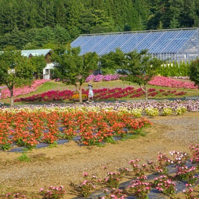 山中湖花の都公園