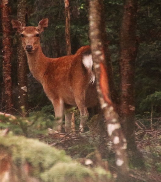 麦草峠