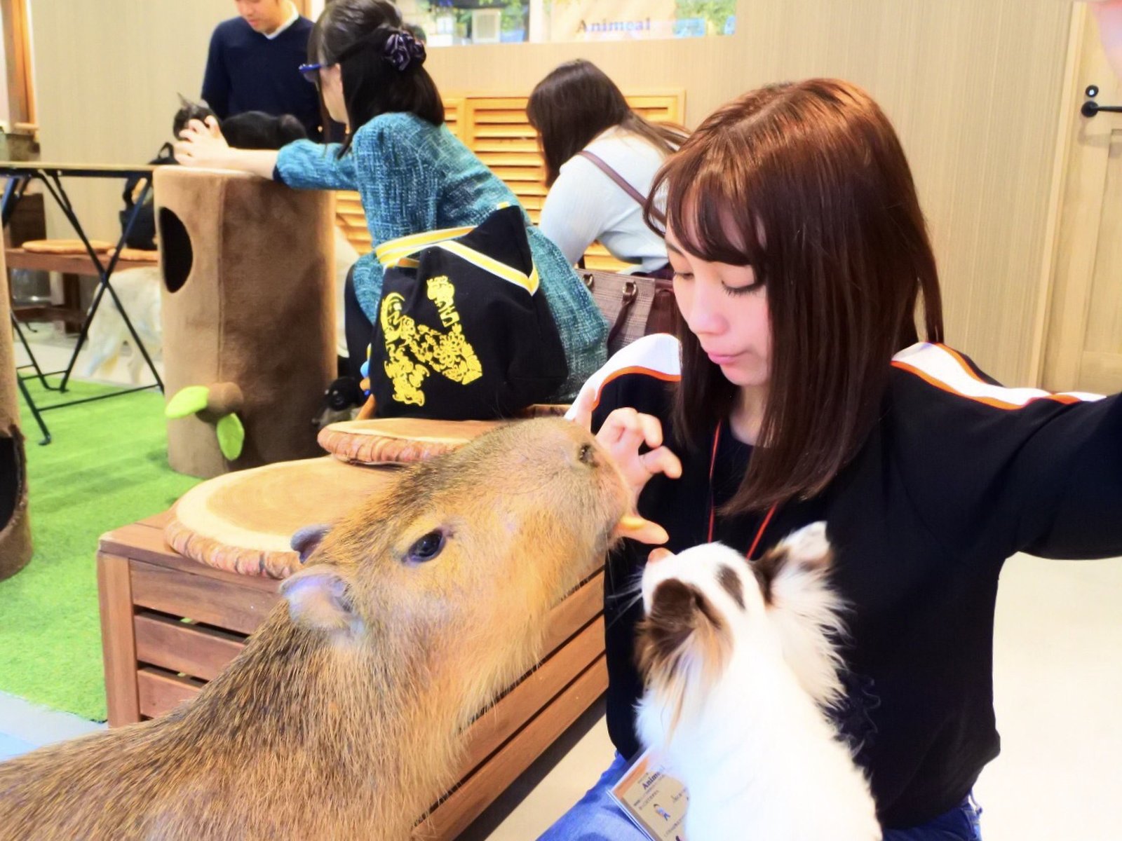 大阪アメ村で満喫 動物たちが暮らす森のカフェ Animeal で思う存分癒されプラン Playlife プレイライフ