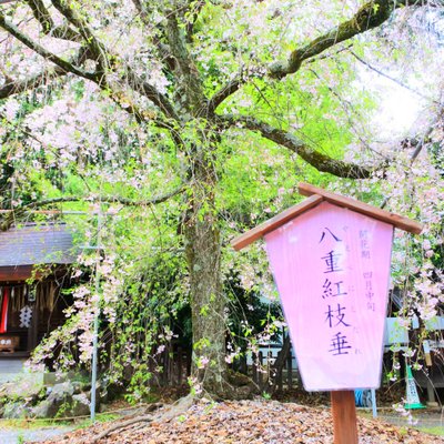 平野神社