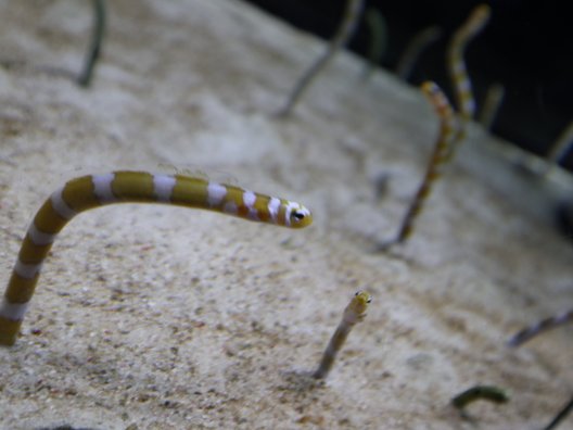 すみだ水族館