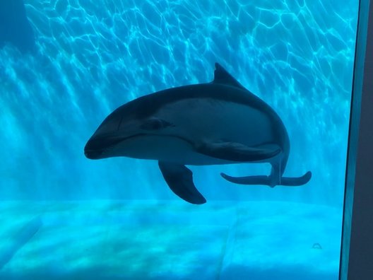 下田海中水族館