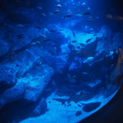 すみだ水族館