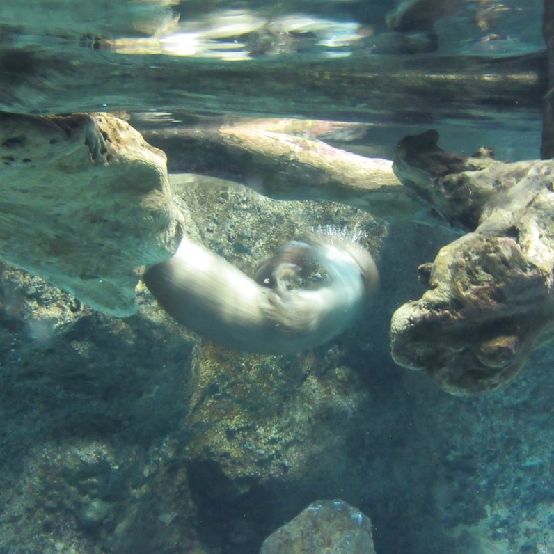 新潟市水族館マリンピア日本海