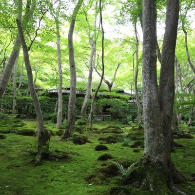 祇王寺