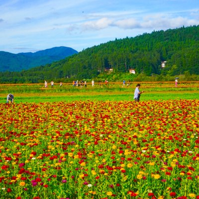 山中湖花の都公園