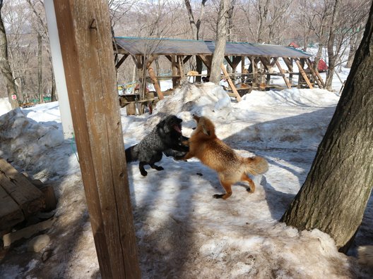 宮城蔵王キツネ村