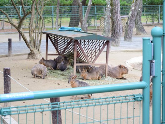 国営海の中道海浜公園 動物の森