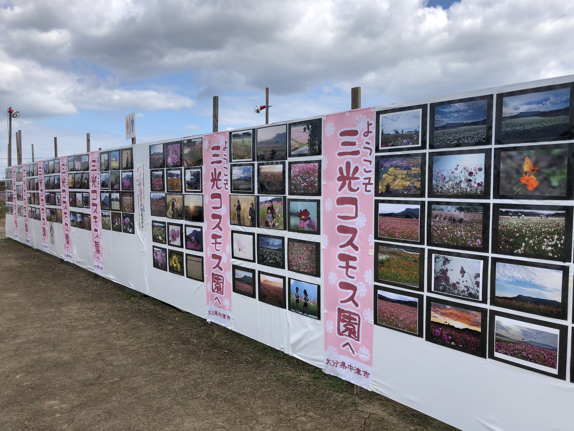 三光コスモス園