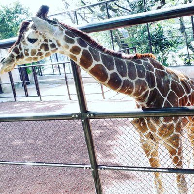 野毛山動物園